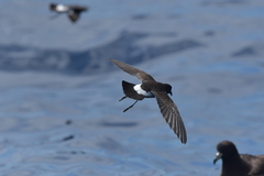Fregetta maoriana