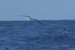 Pterodroma nigripennis