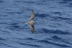 Pterodroma nigripennis