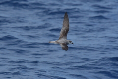 Pterodroma nigripennis