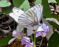 Pieris marginalis venosa