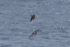 Pterodroma nigripennis