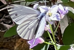 Pieris marginalis venosa