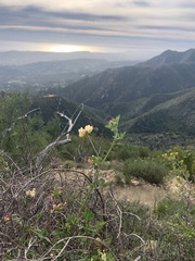 Acmispon grandiflorus