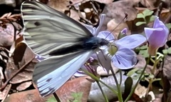 Pieris marginalis venosa
