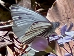 Pieris marginalis venosa