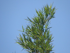 Guadua paniculata