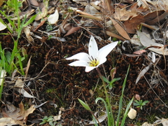 Tulipa clusiana