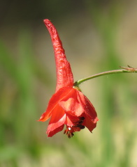 Delphinium nudicaule