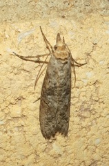 Ellabella melanoclista