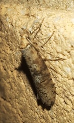 Ellabella melanoclista