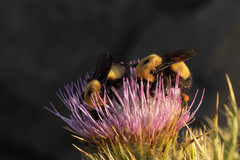 Bombus nevadensis