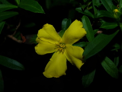 Hibbertia cuneiformis