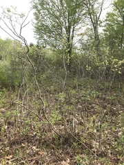 Amelanchier nantucketensis