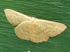 Cyclophora obstataria