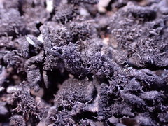 Collema maritimum