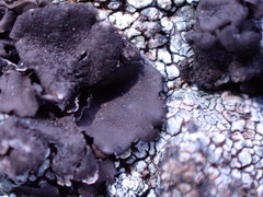 Collema maritimum