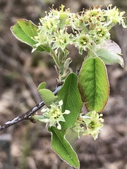 Amelanchier nantucketensis