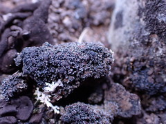 Fuscopannaria maritima