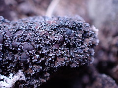 Fuscopannaria maritima