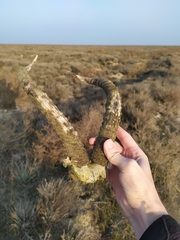 Gazella subgutturosa