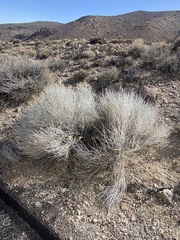 Ericameria nauseosa hololeuca