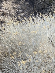 Ericameria nauseosa hololeuca