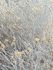 Ericameria nauseosa hololeuca