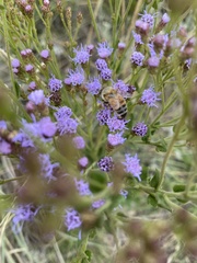 Chromolaena hirsuta