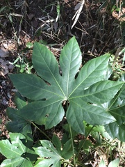 Fatsia