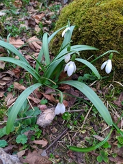 Galanthus transcaucasicus