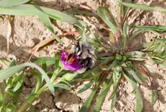 Anthophora edwardsii