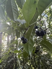 Faramea occidentalis