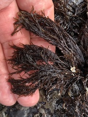 Cryptosiphonia woodii