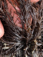 Cryptosiphonia woodii