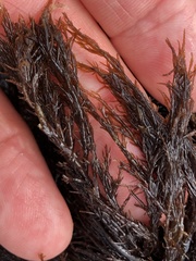 Cryptosiphonia woodii