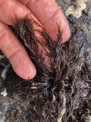 Cryptosiphonia woodii