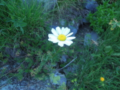 Tripleurospermum caucasicum