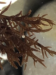 Cryptosiphonia woodii