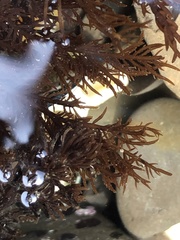 Cryptosiphonia woodii