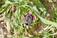 Anthophora edwardsii