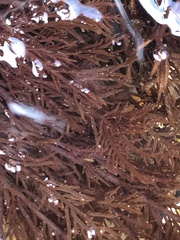 Cryptosiphonia woodii