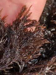 Cryptosiphonia woodii