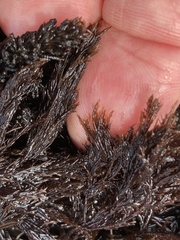 Cryptosiphonia woodii