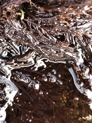 Cryptosiphonia woodii