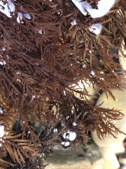 Cryptosiphonia woodii