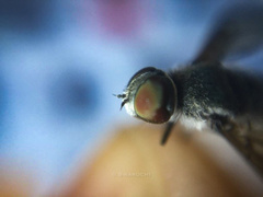 Diptera