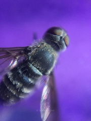 Diptera