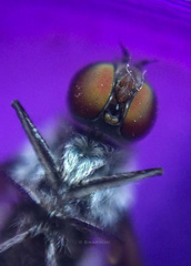 Diptera
