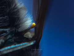 Diptera